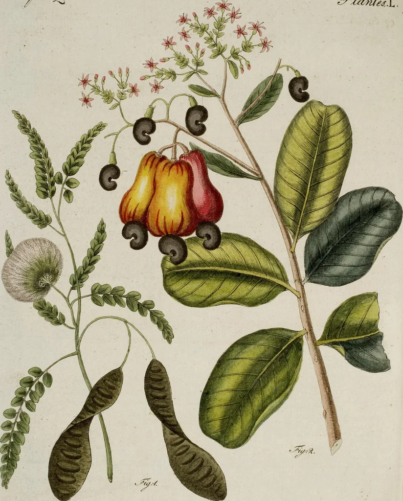 An illustration from (Band 2), 1795, leaf 297