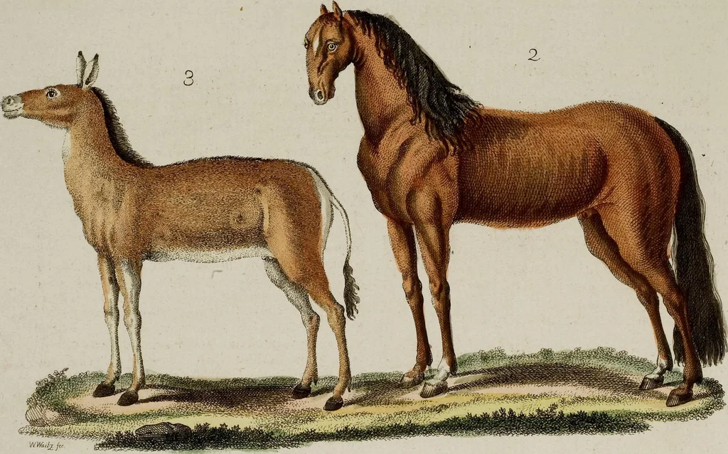 An illustration from (Band 2), 1795, leaf 3