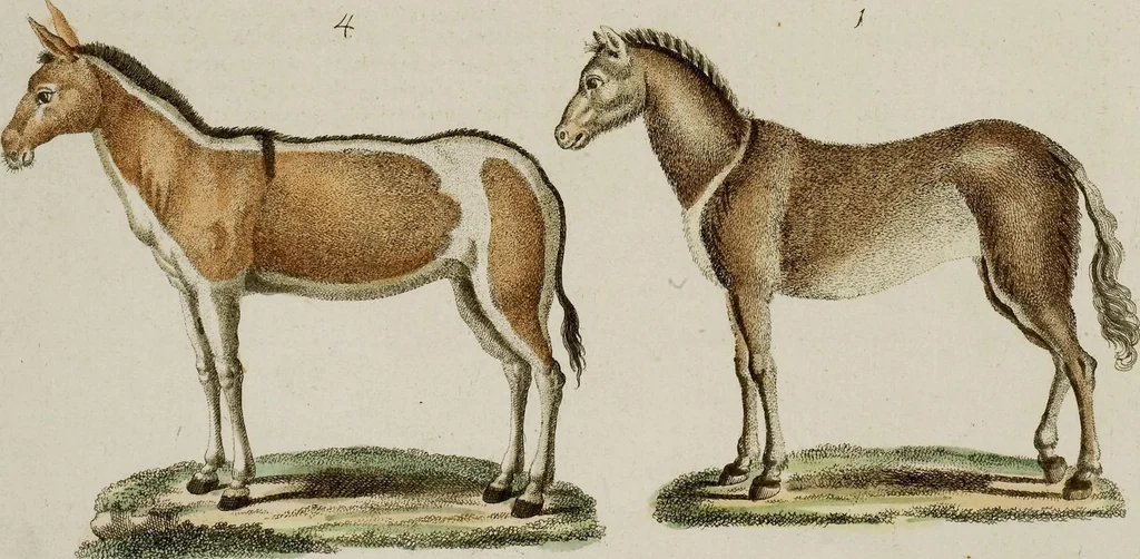 An illustration from (Band 2), 1795, leaf 3