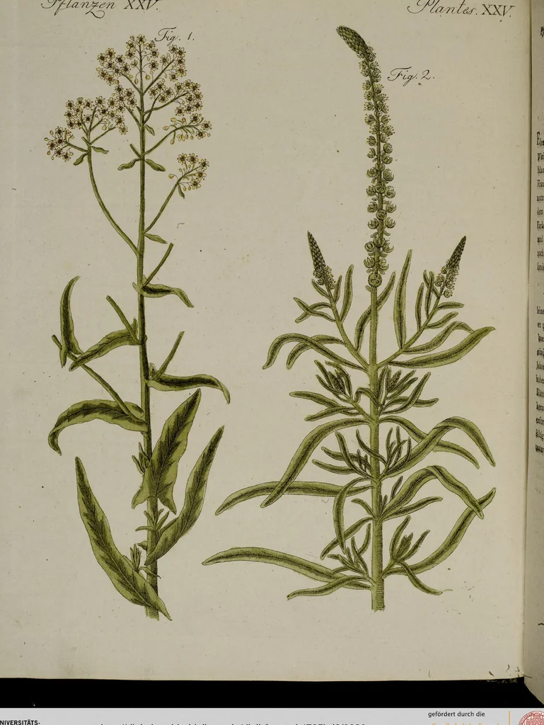 An illustration from (Band 2), 1795, leaf 30