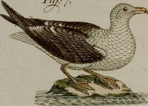 An illustration from (Band 2), 1795, leaf 300