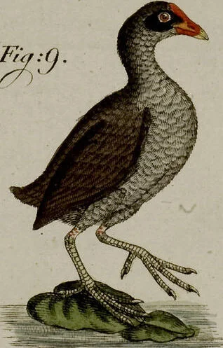 An illustration from (Band 2), 1795, leaf 300