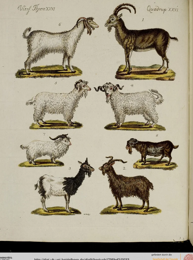 An illustration from (Band 2), 1795, leaf 33