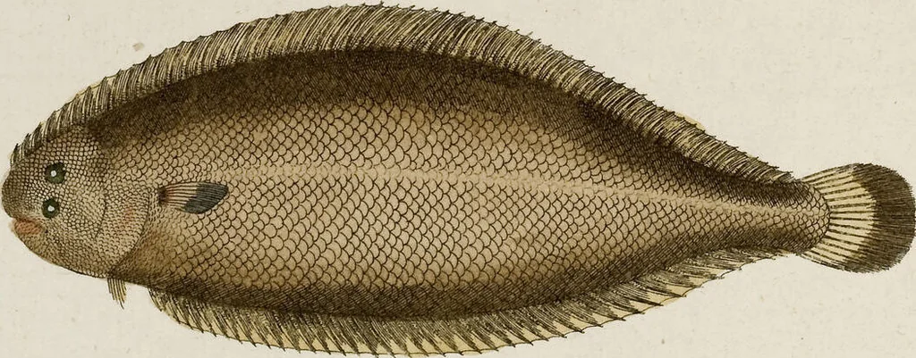 An illustration from (Band 2), 1795, leaf 39