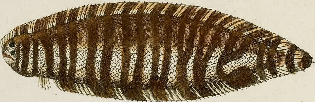 An illustration from (Band 2), 1795, leaf 39