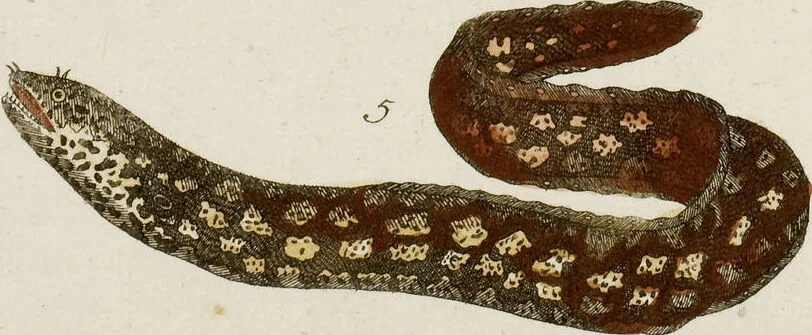 An illustration from (Band 2), 1795, leaf 39