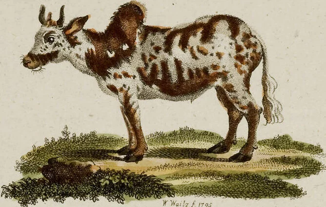 An illustration from (Band 2), 1795, leaf 42
