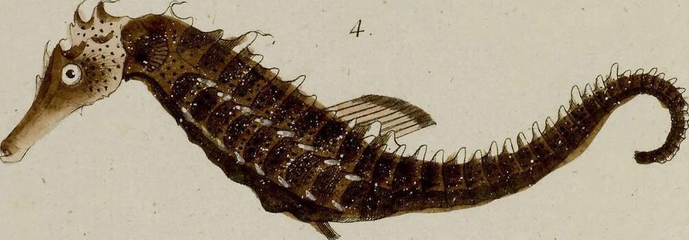 An illustration from (Band 2), 1795, leaf 48