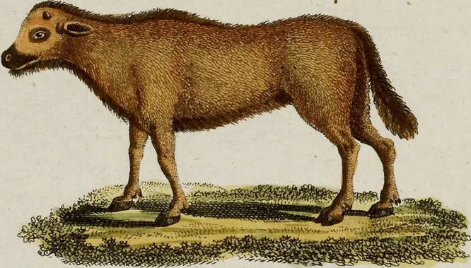 An illustration from (Band 2), 1795, leaf 51