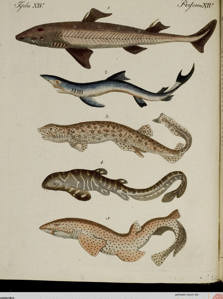 An illustration from (Band 2), 1795, leaf 54