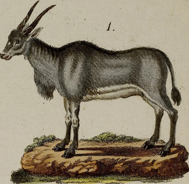 An illustration from (Band 2), 1795, leaf 57