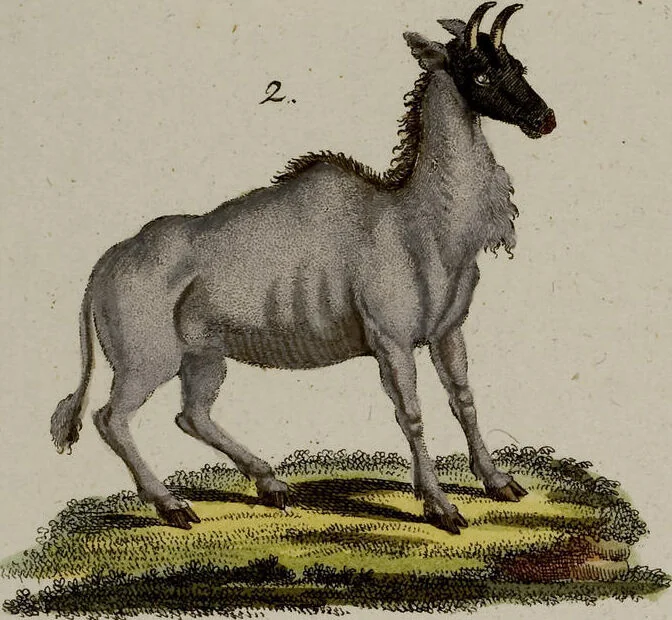 An illustration from (Band 2), 1795, leaf 57