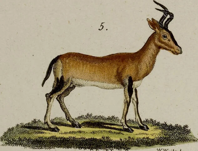 An illustration from (Band 2), 1795, leaf 57