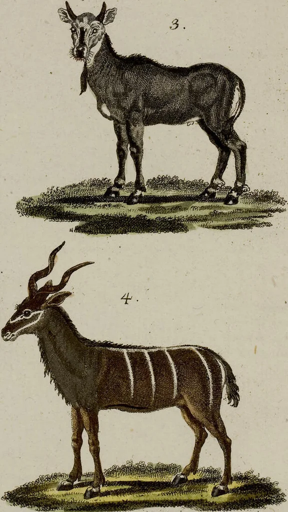 An illustration from (Band 2), 1795, leaf 57