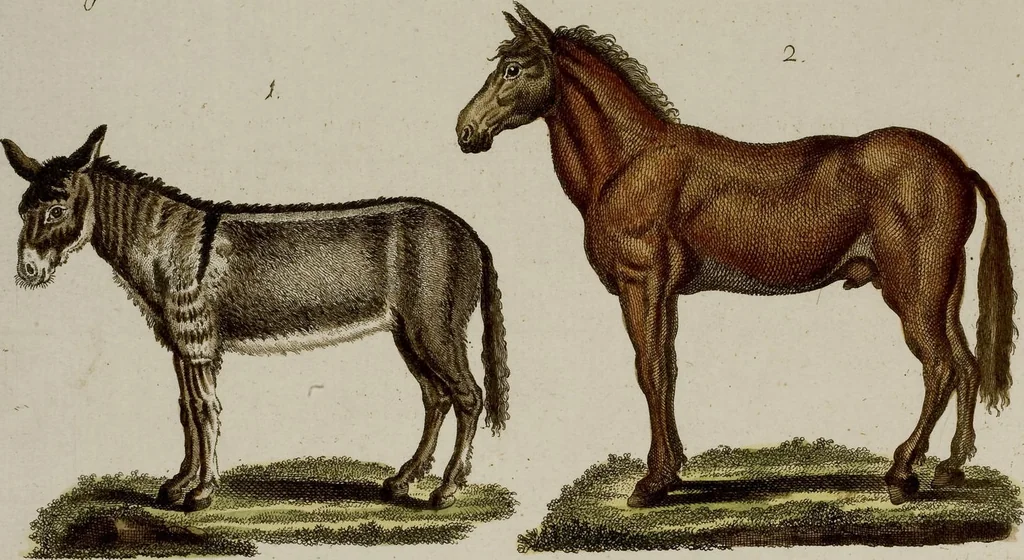 An illustration from (Band 2), 1795, leaf 6