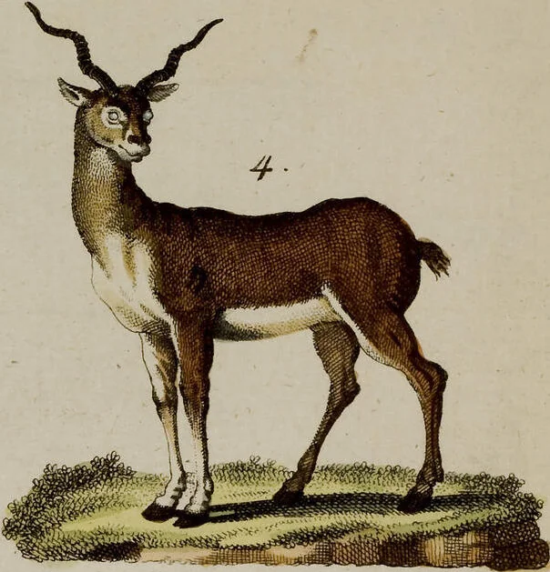 An illustration from (Band 2), 1795, leaf 63