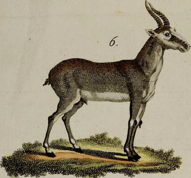 An illustration from (Band 2), 1795, leaf 63