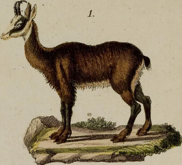 An illustration from (Band 2), 1795, leaf 66