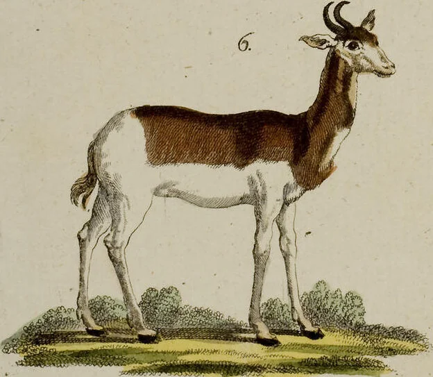 An illustration from (Band 2), 1795, leaf 66