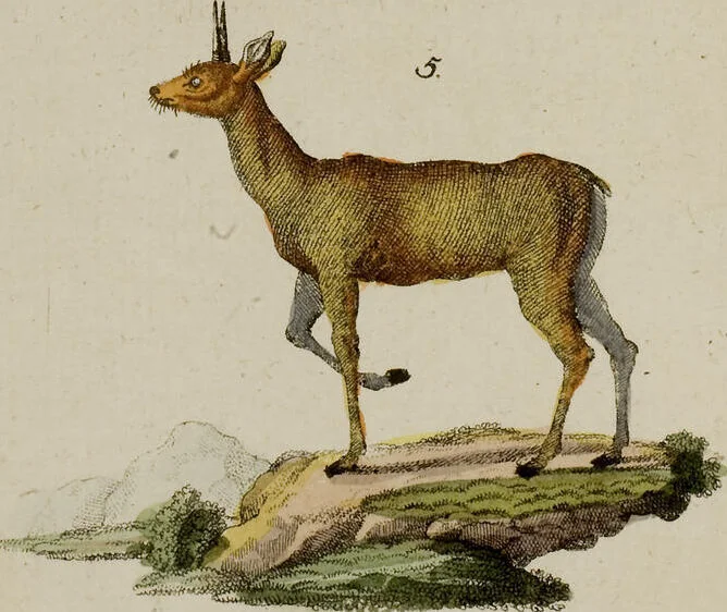 An illustration from (Band 2), 1795, leaf 66