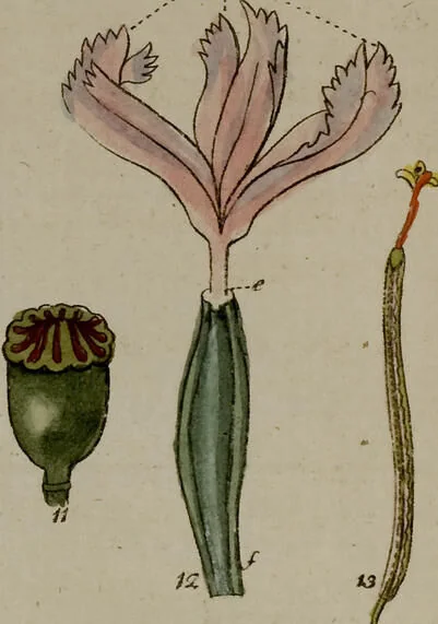 An illustration from (Band 2), 1795, leaf 87