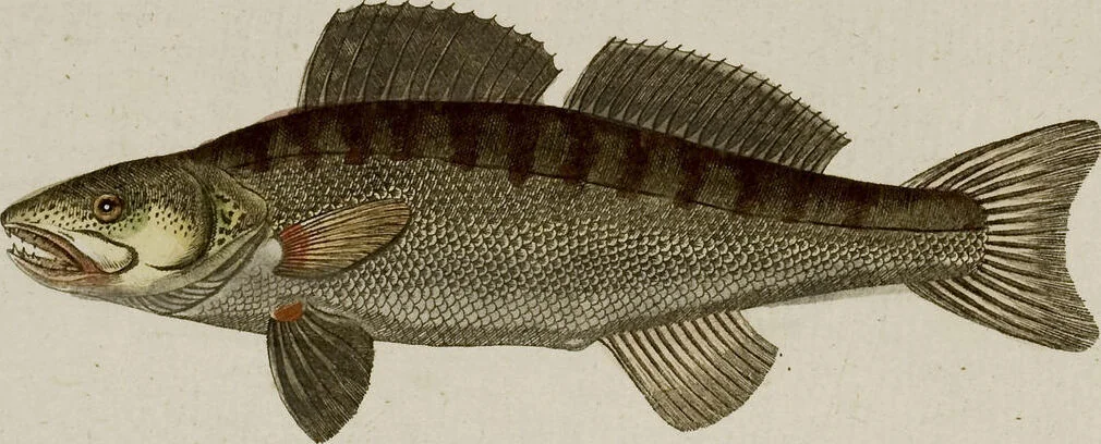 An illustration from (Band 2), 1795, leaf 96