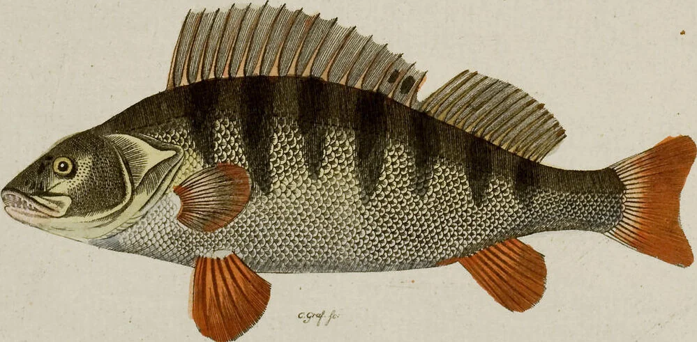 An illustration from (Band 2), 1795, leaf 96