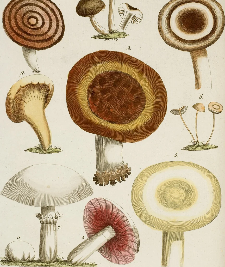 An illustration from (Band 2), 1795, leaf 99