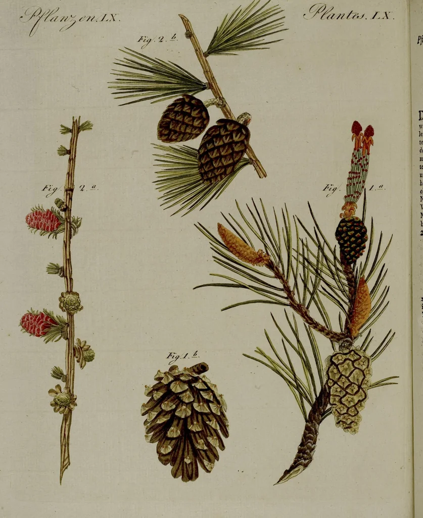 An illustration from (Band 3), 1798, leaf 102