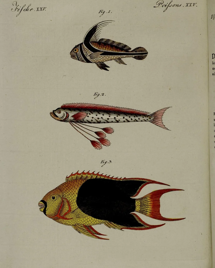 An illustration from (Band 3), 1798, leaf 105