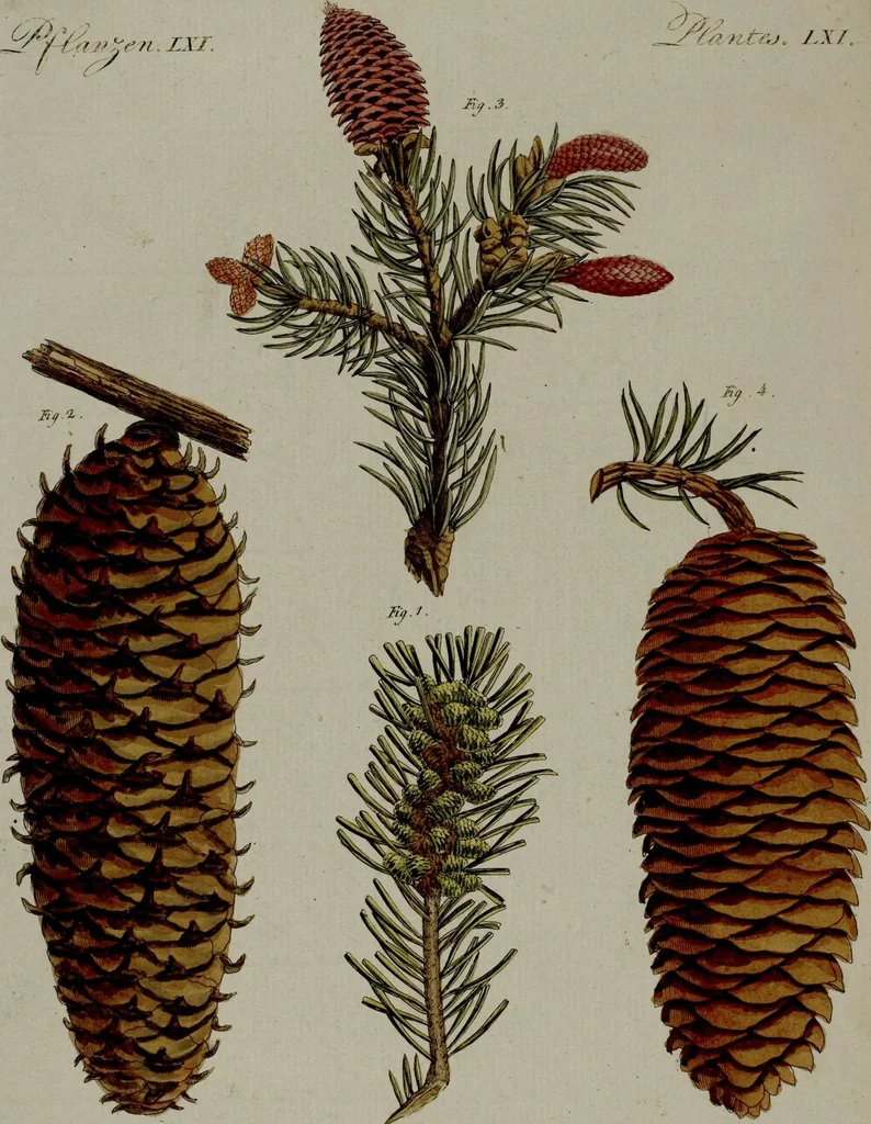 An illustration from (Band 3), 1798, leaf 108