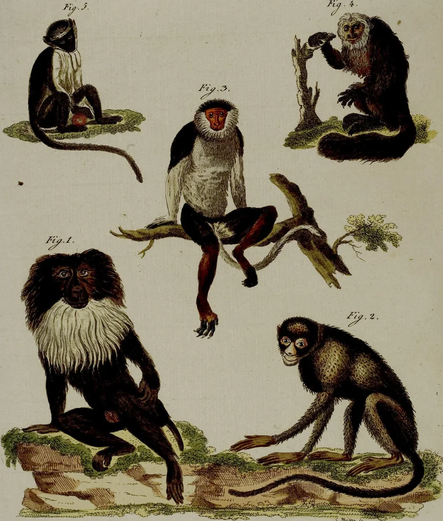 An illustration from (Band 3), 1798, leaf 111
