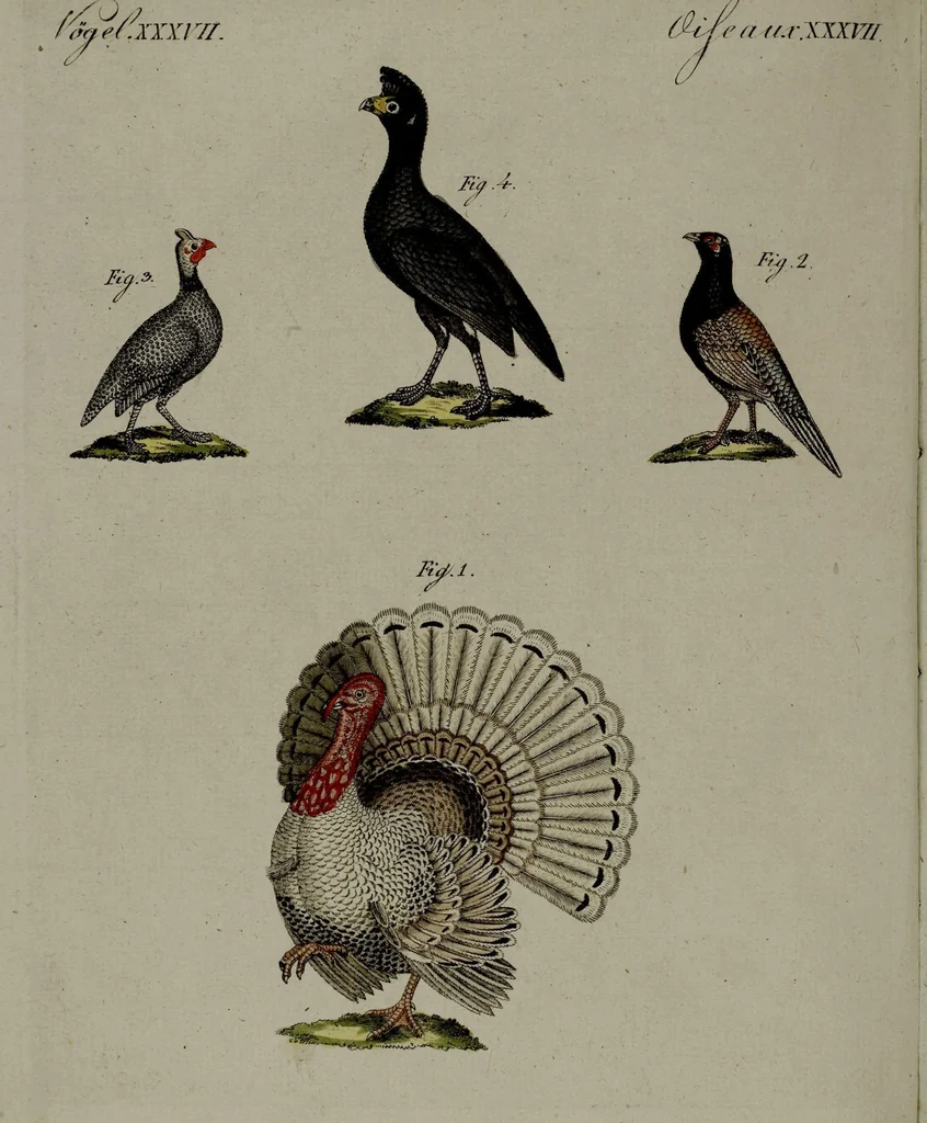 An illustration from (Band 3), 1798, leaf 114