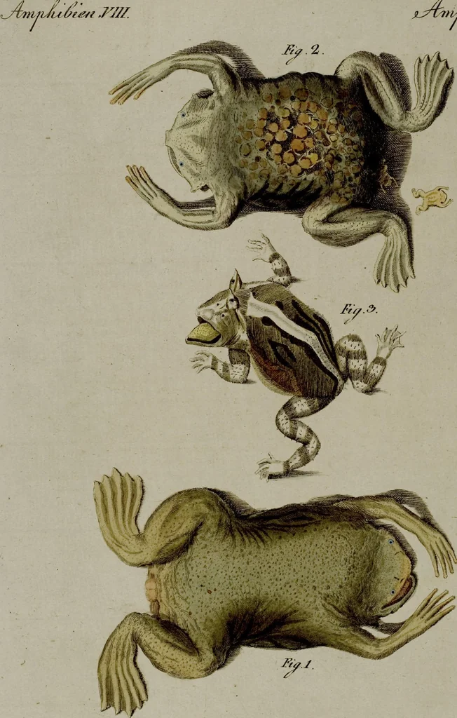 An illustration from (Band 3), 1798, leaf 117