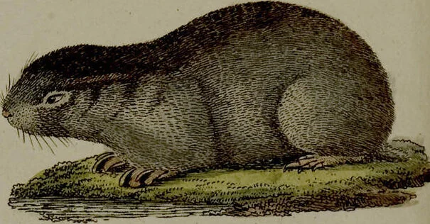 An illustration from (Band 3), 1798, leaf 12