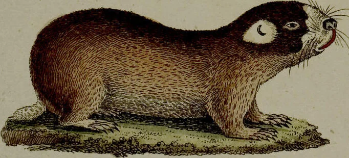 An illustration from (Band 3), 1798, leaf 12