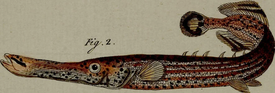 An illustration from (Band 3), 1798, leaf 120