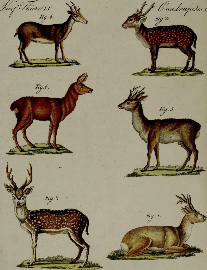 An illustration from (Band 3), 1798, leaf 123