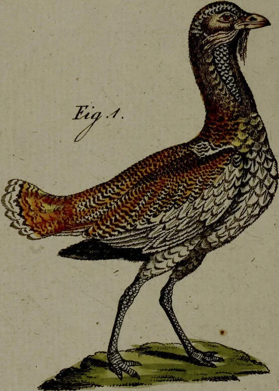 An illustration from (Band 3), 1798, leaf 126