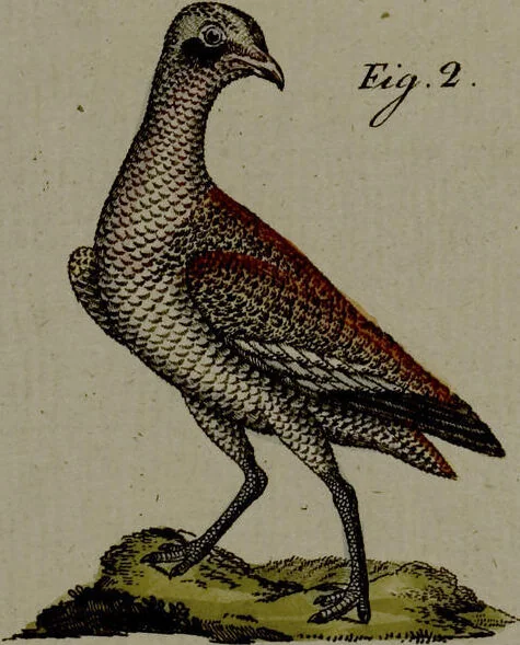 An illustration from (Band 3), 1798, leaf 126