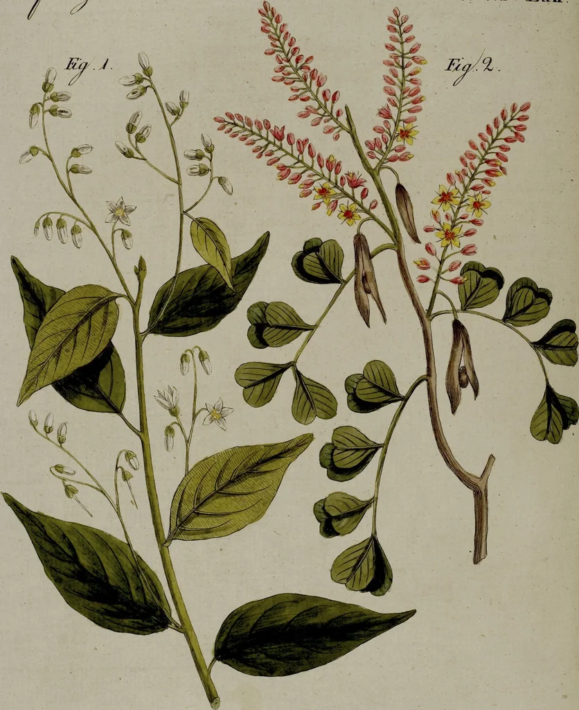 An illustration from (Band 3), 1798, leaf 129