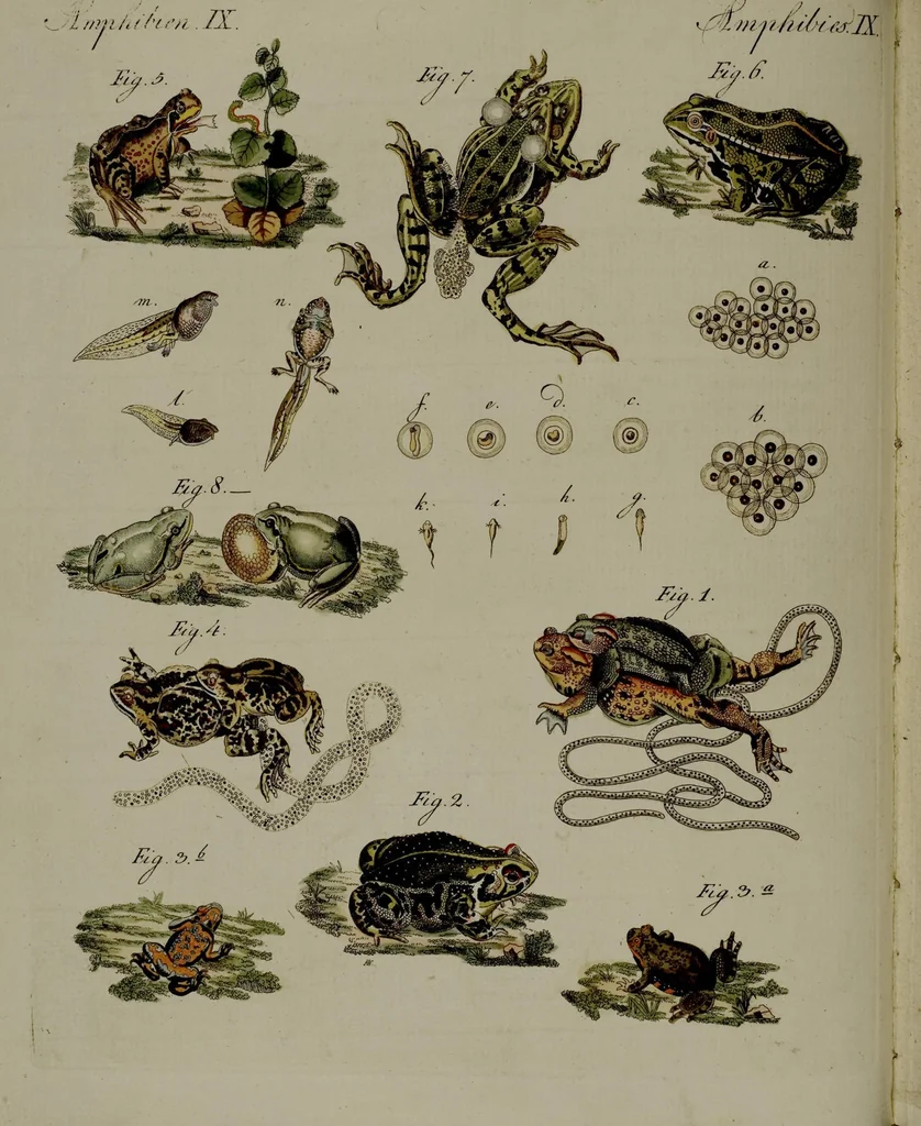 An illustration from (Band 3), 1798, leaf 132