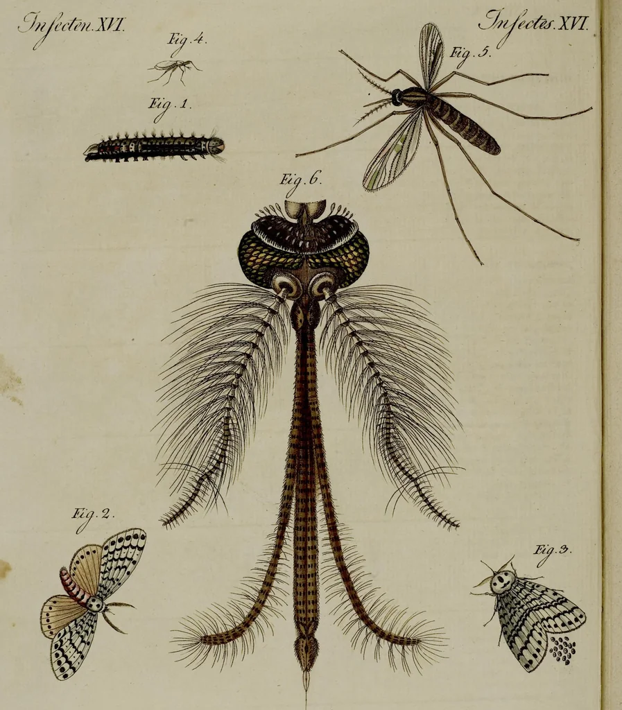 An illustration from (Band 3), 1798, leaf 135
