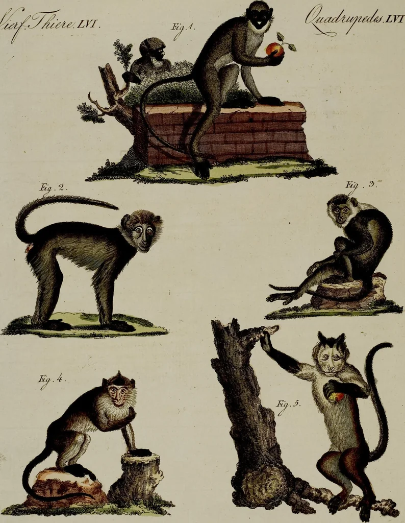 An illustration from (Band 3), 1798, leaf 138