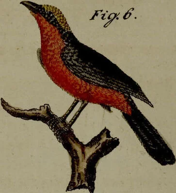 An illustration from (Band 3), 1798, leaf 141