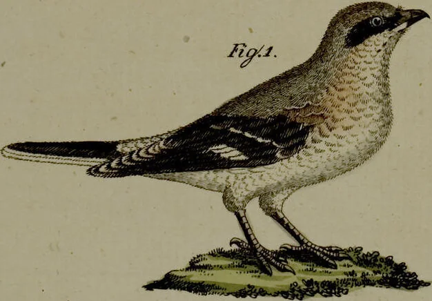 An illustration from (Band 3), 1798, leaf 141