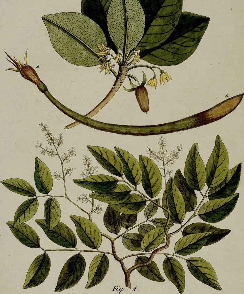 An illustration from (Band 3), 1798, leaf 144