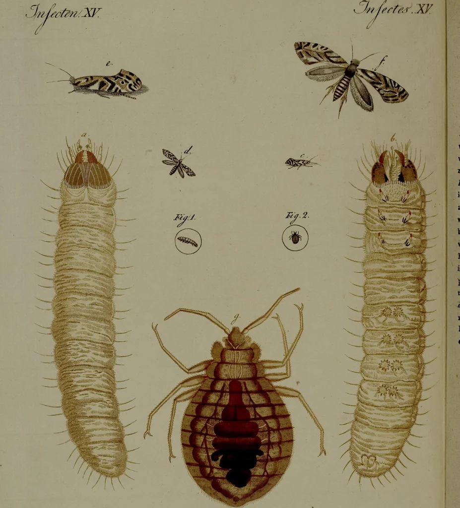 An illustration from (Band 3), 1798, leaf 147