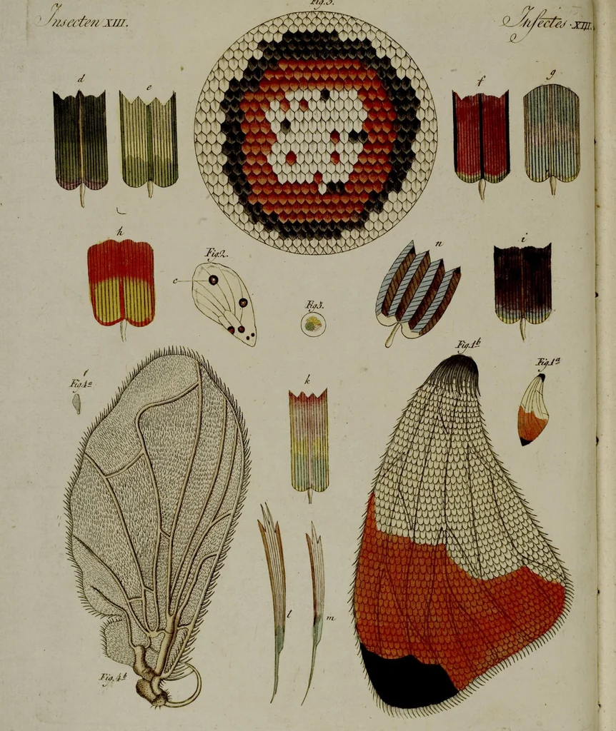 An illustration from (Band 3), 1798, leaf 15
