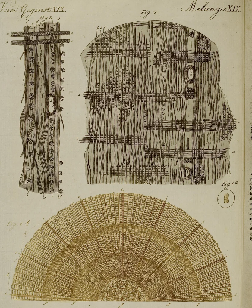 An illustration from (Band 3), 1798, leaf 150